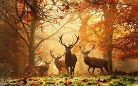 Casse-tête 1000 morceaux Heye, Stags, Magic Forest