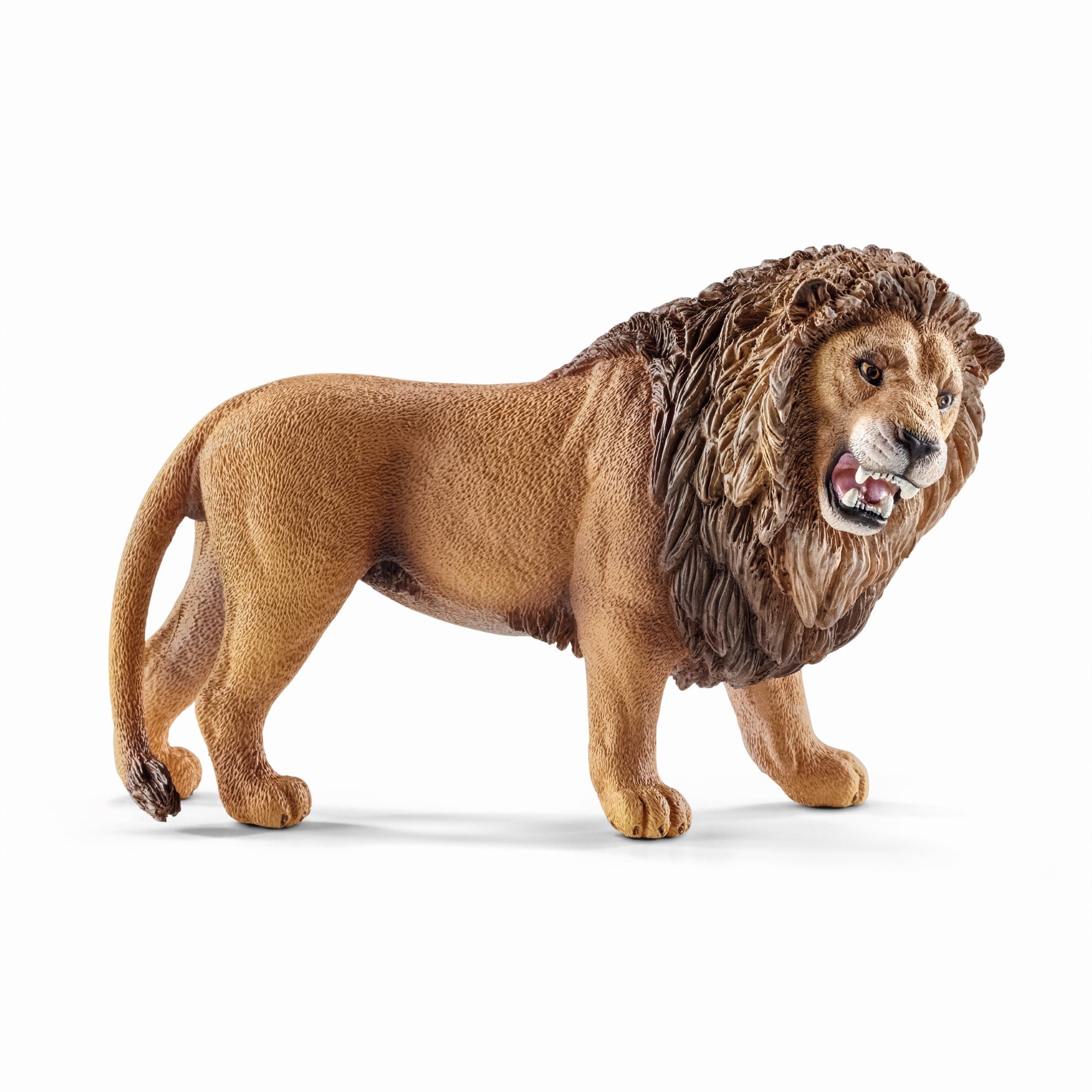 Lion rugissant