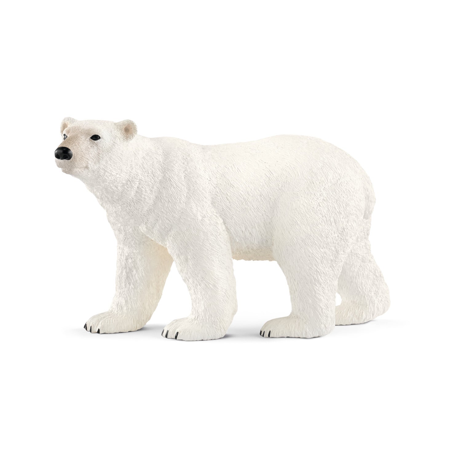 Ours polaire