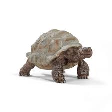 Tortue géante