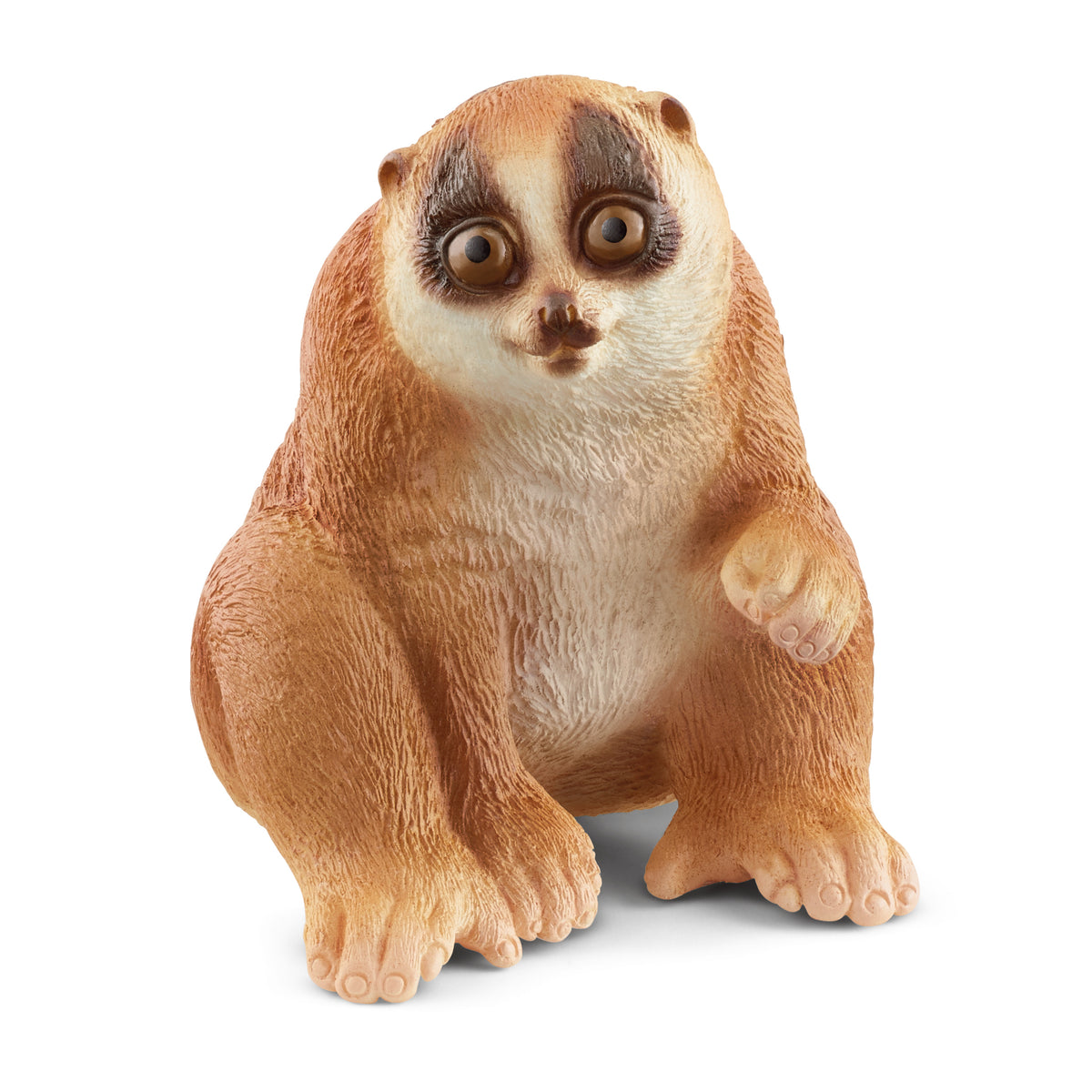 Loris lent