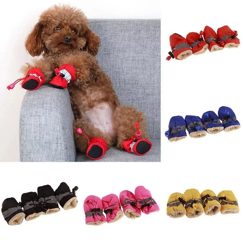 scarpe cane inveranli
