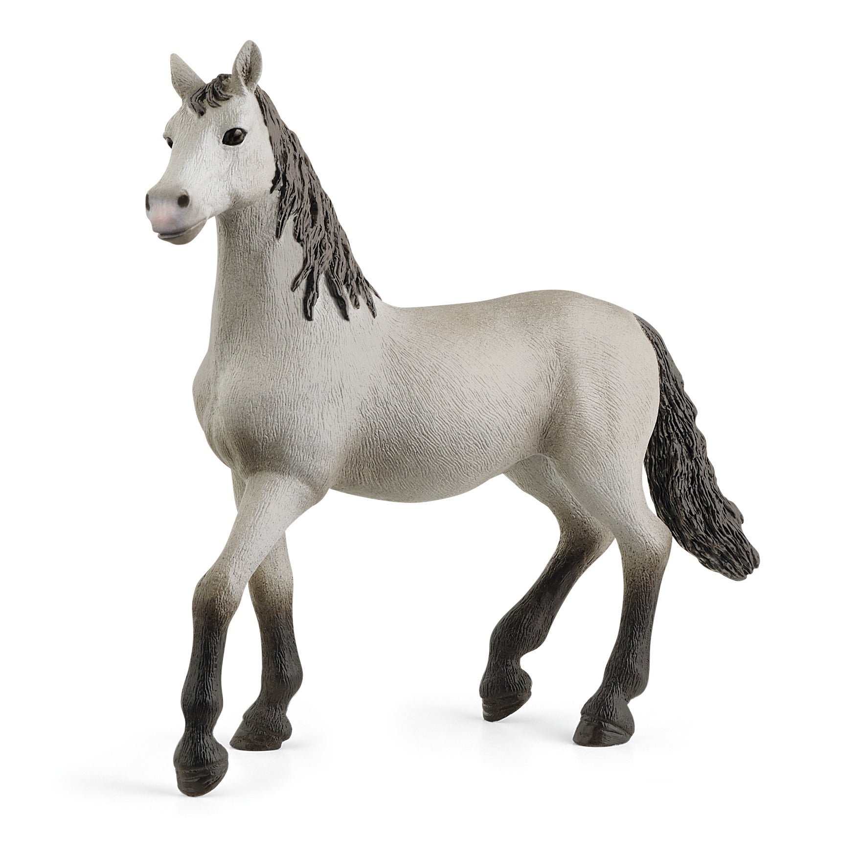 Poulain pure race Espagnole