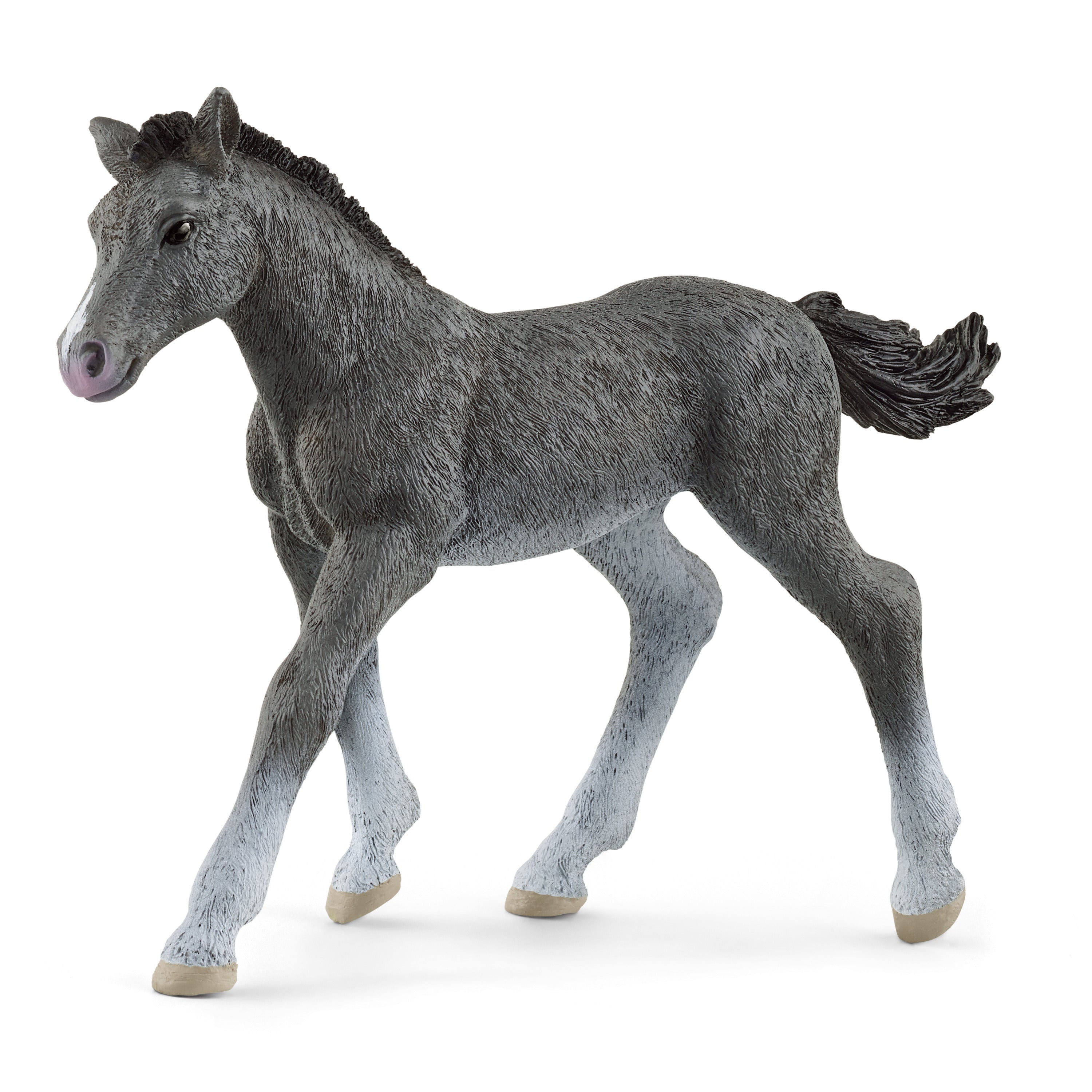 Poulain Trakehner